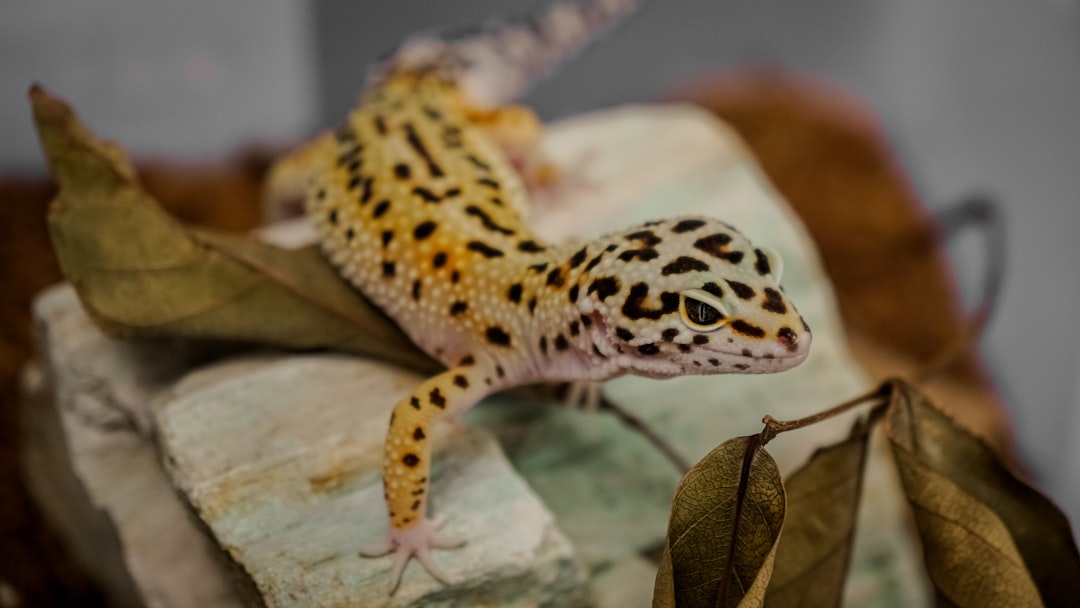 Leopard Gecko Temperament: How They Compare