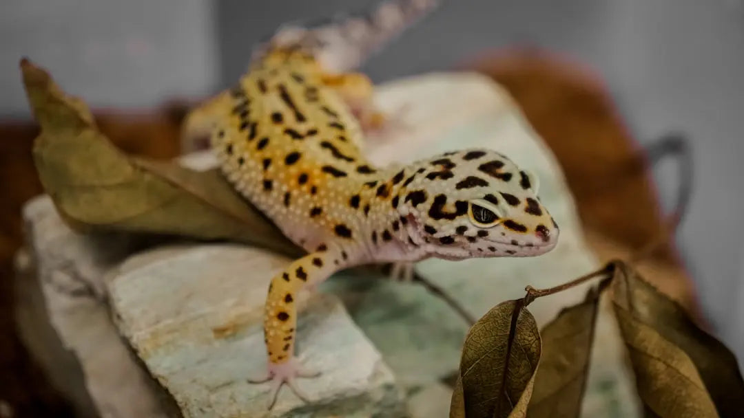 Best-Practices-in-Leopard-Gecko-Feeding-Techniques Talis Us