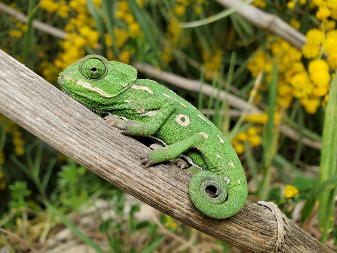 Expert Guide to Top Rated Lizard Vivarium Setups You Need