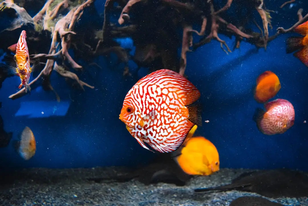 Discover-the-Best-Types-of-Aquarium-Lights-for-Your-Setup Talis Us