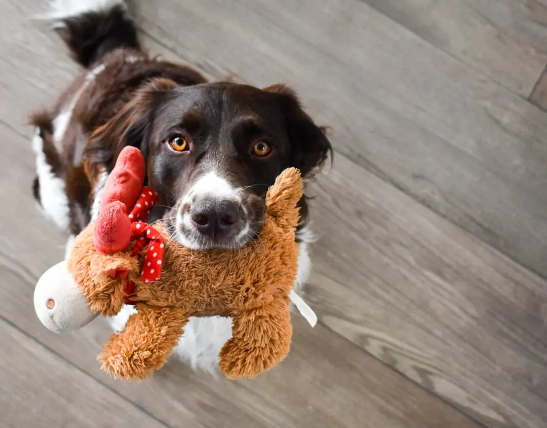 How-Plush-Squeaky-Dog-Toys-Keep-Dogs-Entertained Talis Us