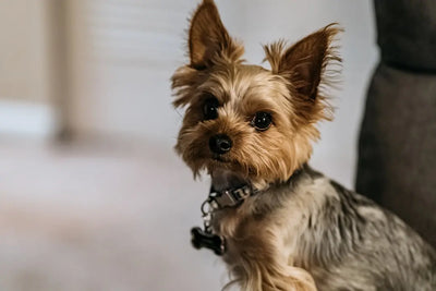 Transform-Snack-Time-With-Freeze-Dried-Dog-Treats Talis Us