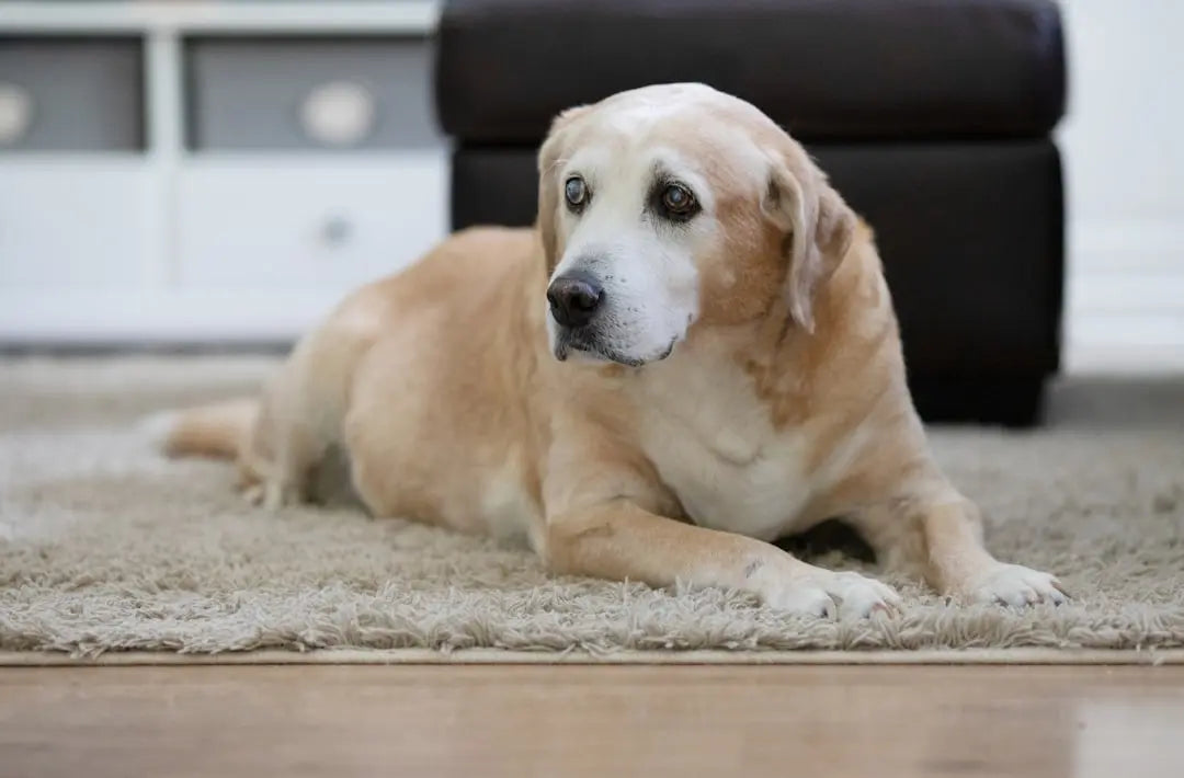 Best-soft-dog-food-for-senior-dogs Talis Us