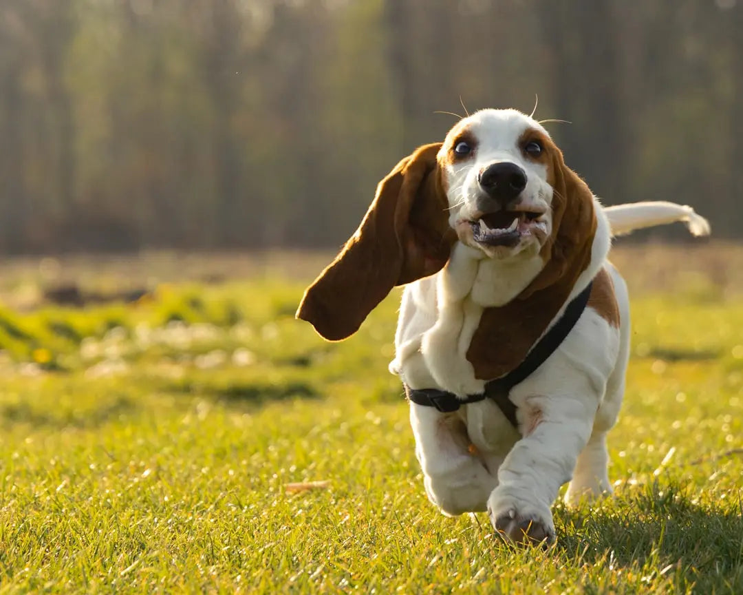 Finding-the-Best-Fetch-Toys-for-Small-Dogs-Made-Easy Talis Us