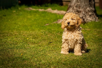 Best-Wet-Dog-Food-for-Puppies-Nutritional-Choices-Explained Talis Us