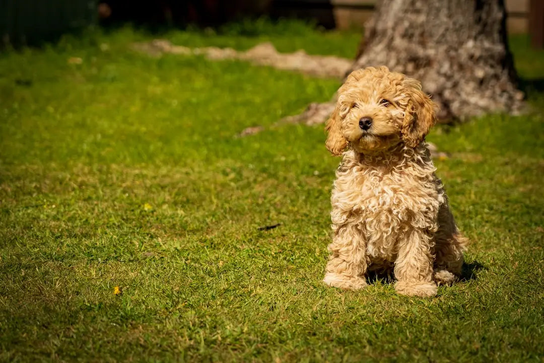 Best-Wet-Dog-Food-for-Puppies-Nutritional-Choices-Explained Talis Us