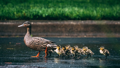 Do duck need UVB UVA light bulb