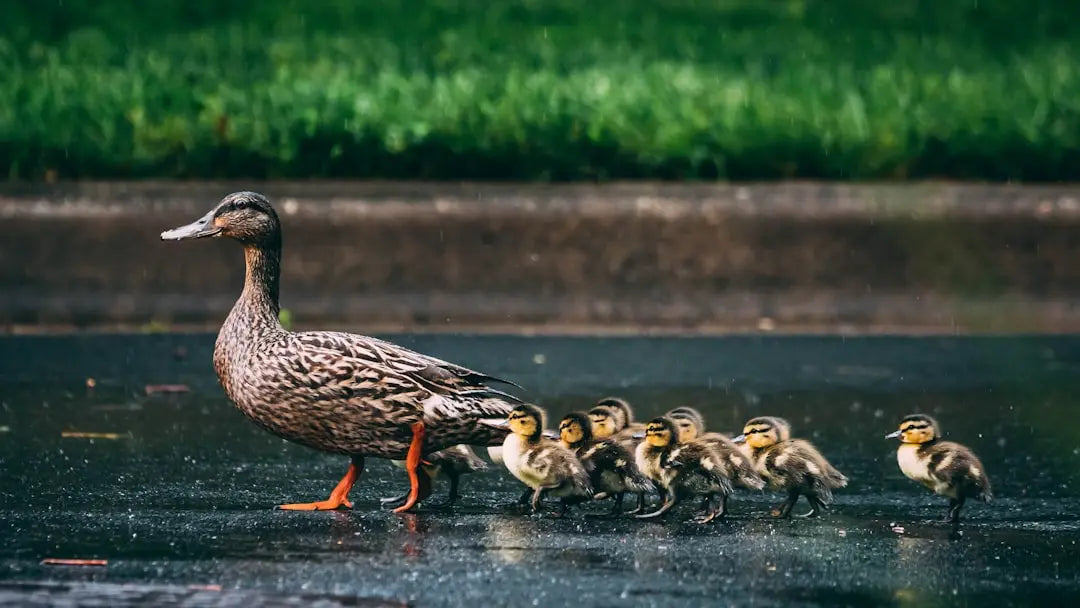 Do-duck-need-UVB-UVA-light-bulb Talis Us