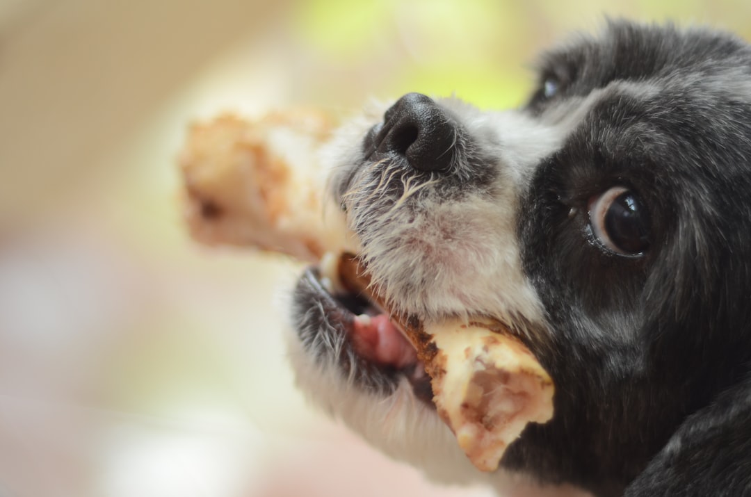I m looking to purchase freeze-dried dog treats what are my online options