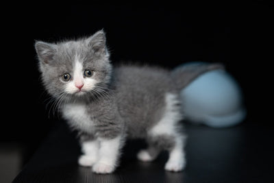 Benefits of Adding Vegetables to Cat Food