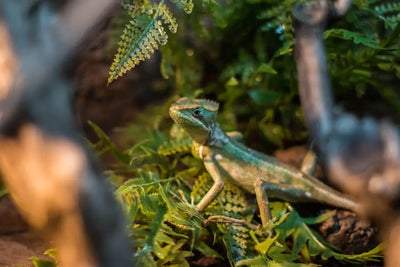 How-to-Create-the-Perfect-Reptile-Habitat Talis Us
