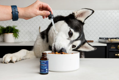 Best pet food for dogs with allergies