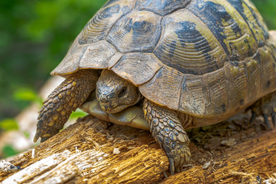 What Do Tortoises Eat? The Ultimate Guide to Healthy Tortoise Food Choices