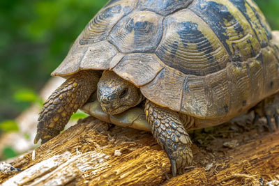 What-Do-Tortoises-Eat-The-Ultimate-Guide-to-Healthy-Tortoise-Food-Choices Talis Us