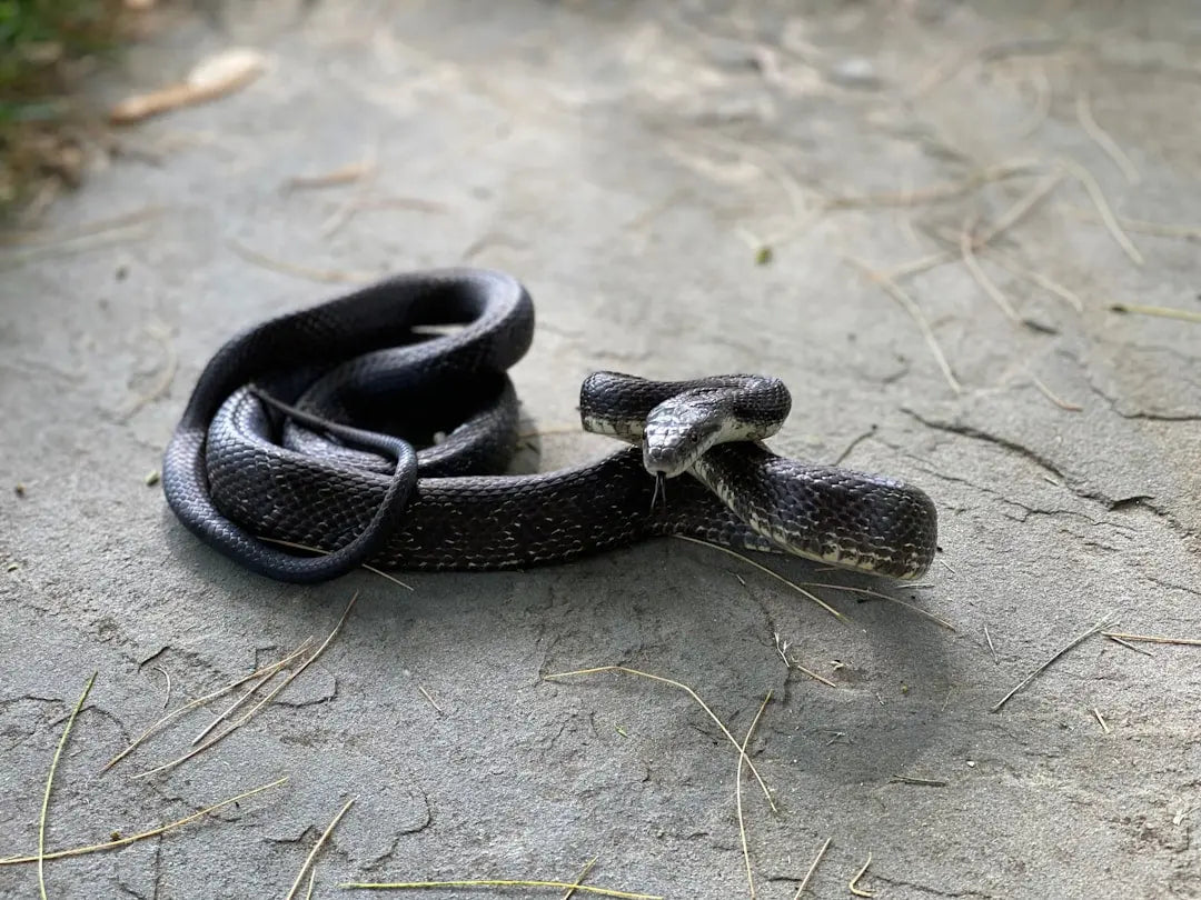 The-Importance-of-Proper-Snake-Pet-Diet-A-Comprehensive-Guide Talis Us