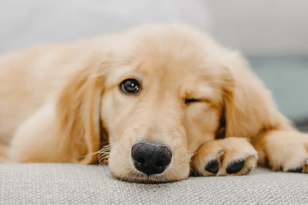 Caring-for-Your-Golden-Retriever-Puppy Talis Us