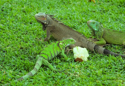 The Complete Guide to Reptile Feeding: What and How Much?