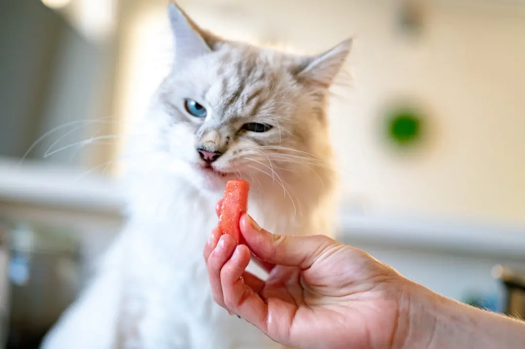 Understanding-the-Risks-of-Cats-Eating-Almonds Talis Us