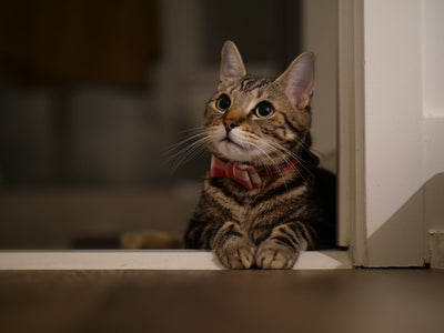 Discover the Hidden Benefits of Natural Balance Cat Food