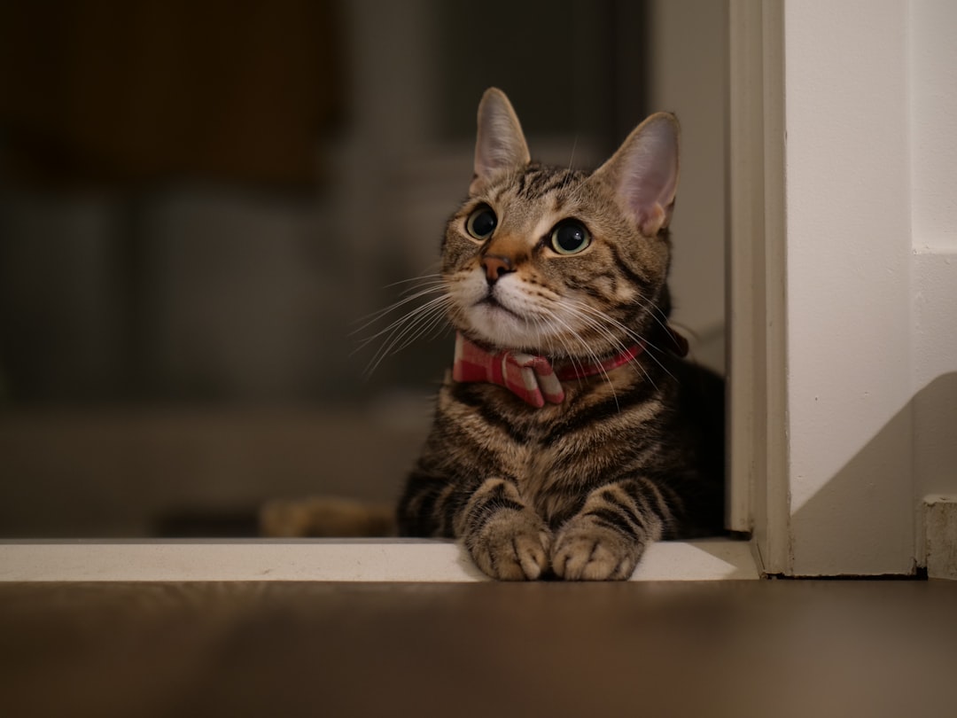Discover the Hidden Benefits of Natural Balance Cat Food