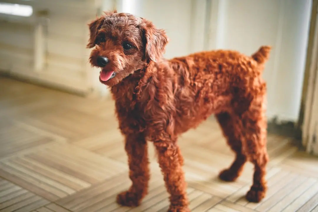 Discover-Safe-Small-Dog-Toys-for-Joyful-Playtime Talis Us