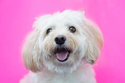 Best-Interactive-Puzzle-Toys-for-Dogs-Love-and-Playtime Talis Us
