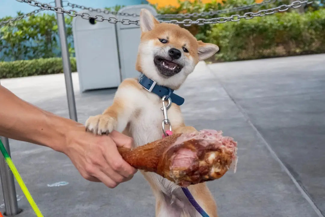 Benefits-of-High-Protein-Dog-Food Talis Us