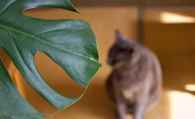 The-Benefits-of-Using-Cat-Diapers-for-Indoor-Cats Talis Us