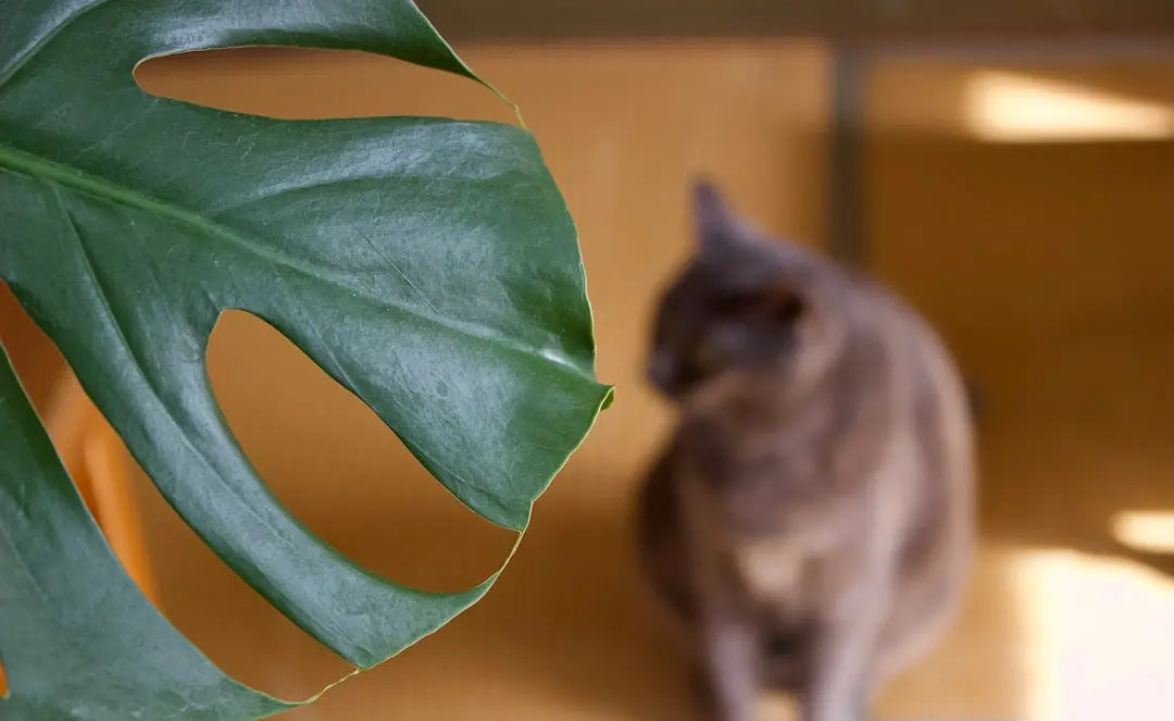 The-Benefits-of-Using-Cat-Diapers-for-Indoor-Cats Talis Us