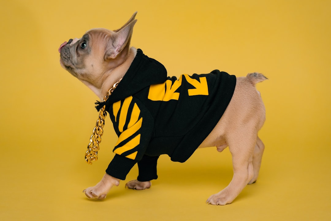 Choosing the Perfect XXL Dog Sweater