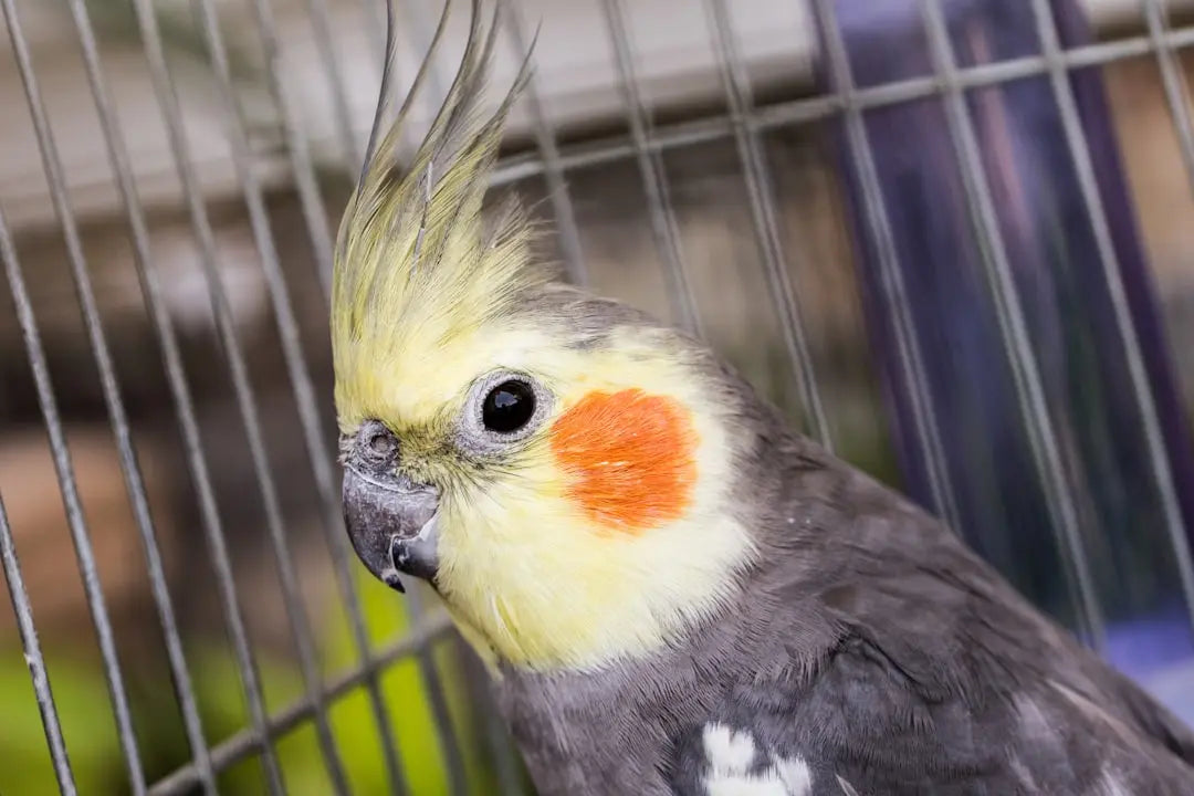 Understanding-Ideal-Temperature-for-Cockatiels Talis Us