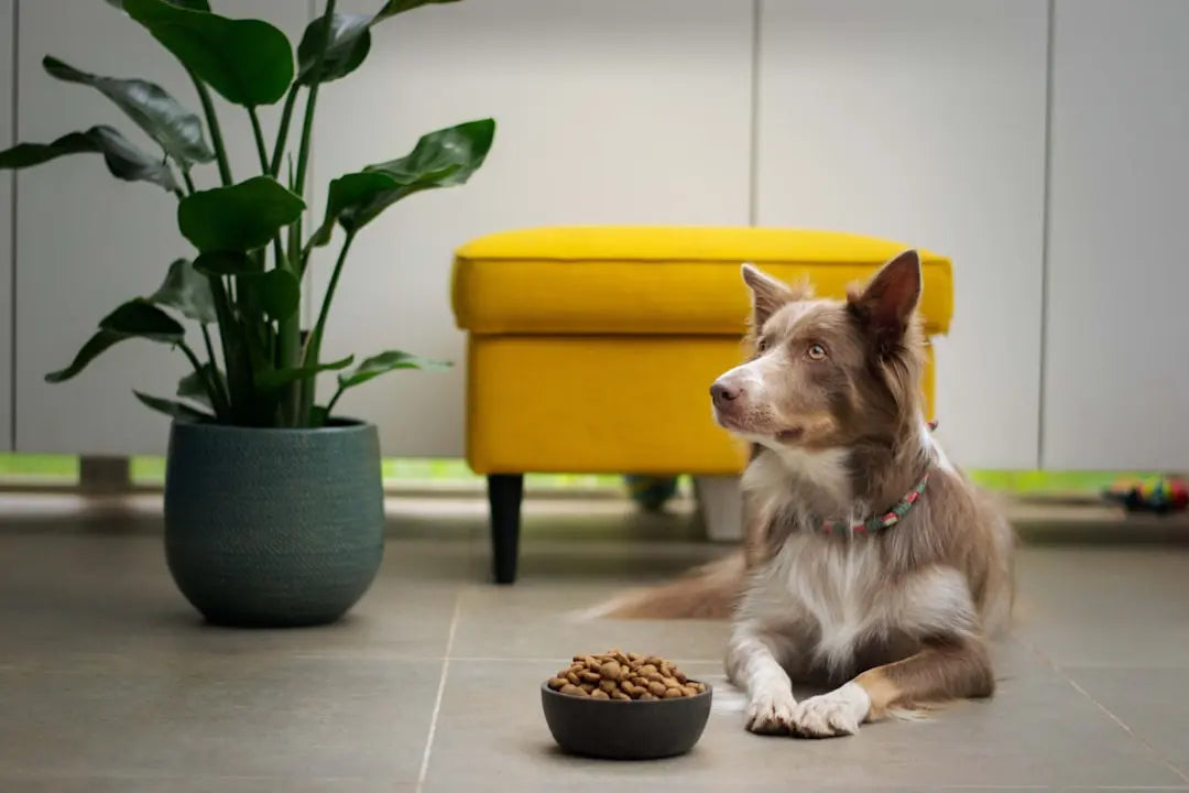 How-to-make-freeze-dried-dog-food Talis Us