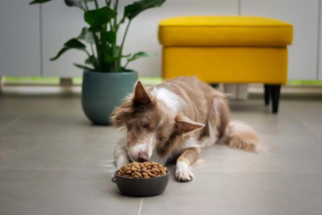 Freezing-Dog-Food-Tips-and-Tricks Talis Us