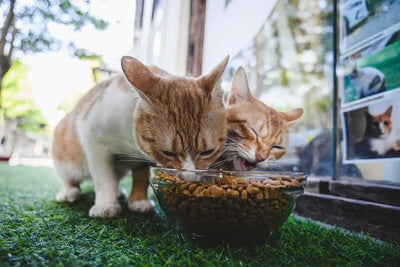 I-m-looking-for-natural-pet-food-options-sold-online-Any-suggestions Talis Us