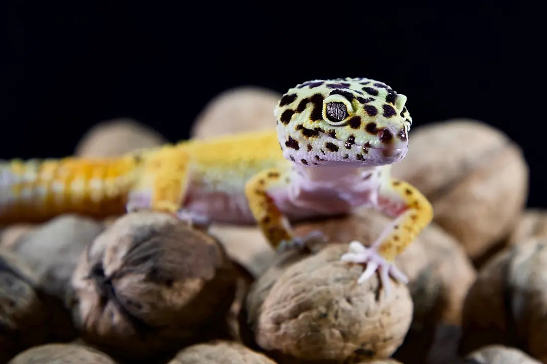 What-temp-should-a-leopard-gecko-tank-be Talis Us