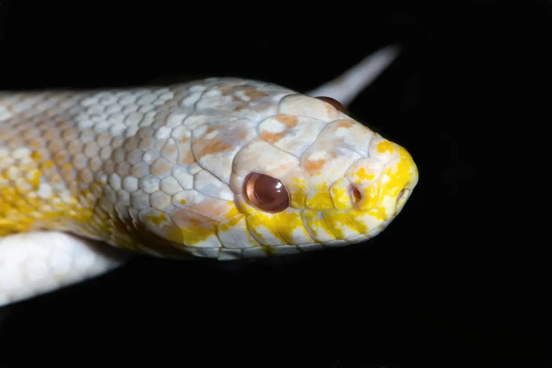 Optimal-Temperature-Ranges-for-Ball-Pythons Talis Us