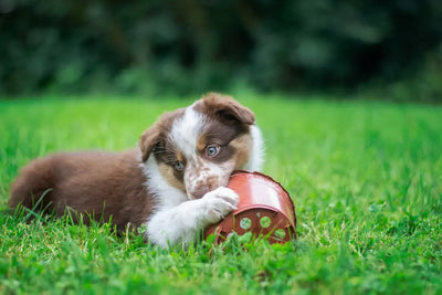 Best Chew Toys for Puppies: Soothe Teething Woes