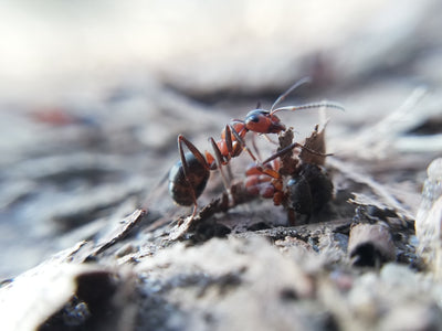 Ant species living in fields or meadows