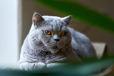 Top 10 most expensive cat breeds in the world