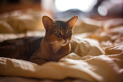 Benefits of Chicken and Rice Cat Food