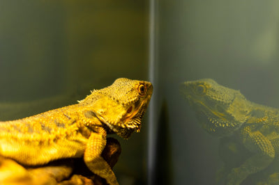 Choosing the Right Reptile Lamp Holder