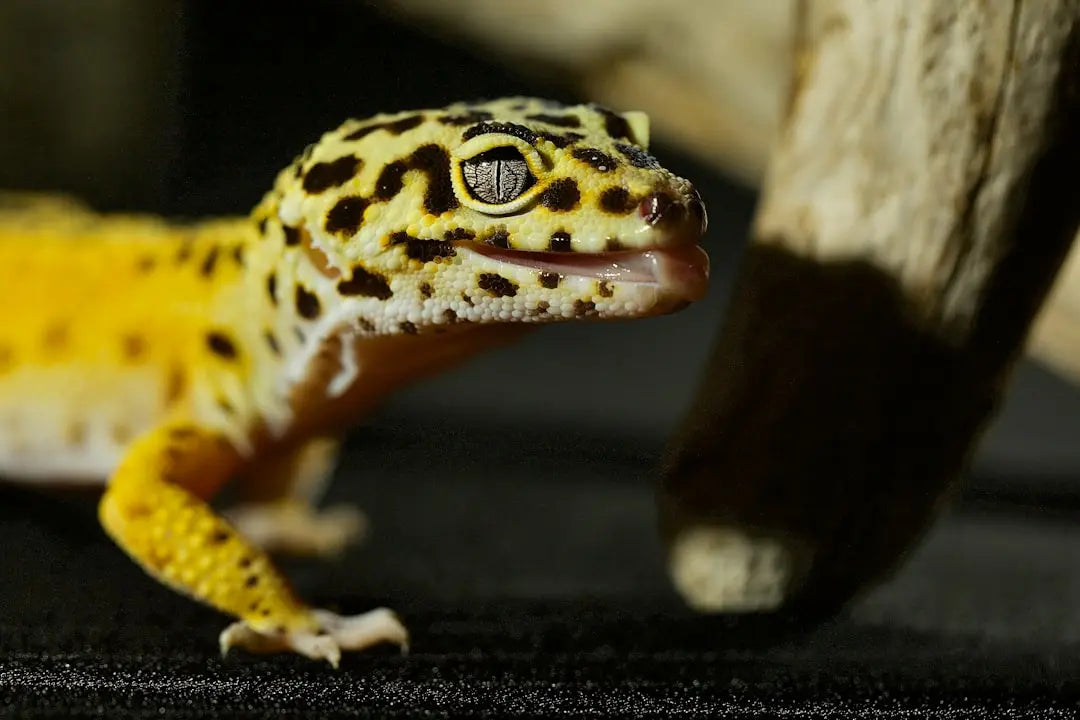 Choosing-the-Best-UVB-for-Leopard-Geckos Talis Us