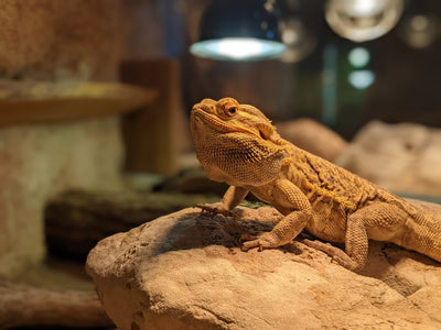 Bearded Dragon Enclosure