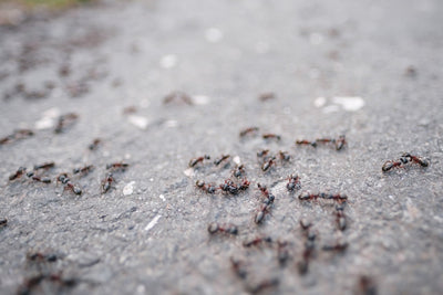 Ants living in the forest