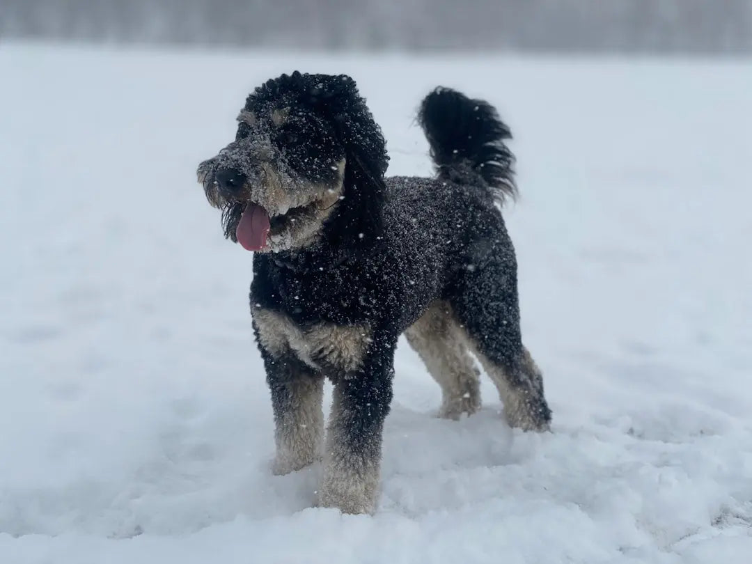 Understanding-the-Aussiedoodle-A-Complete-Guide Talis Us