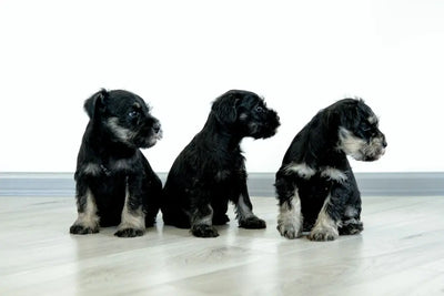 Top-10-Most-Expensive-Dog-Breeds-in-the-World Talis Us