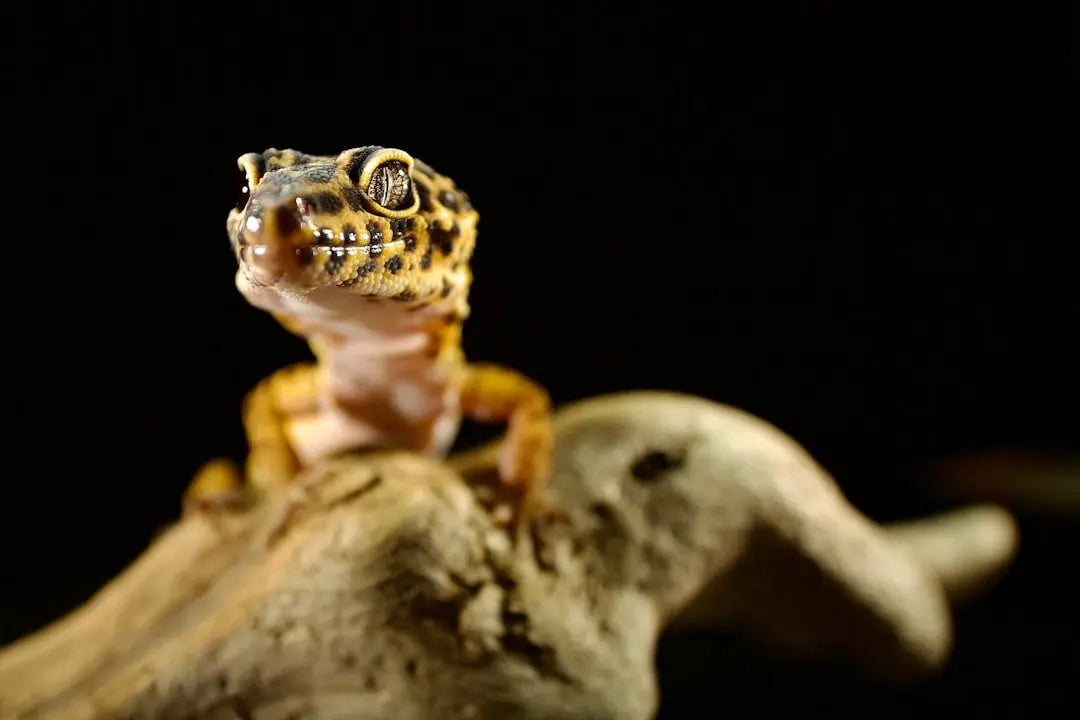 Essential-Tips-for-Leopard-Gecko-Housing Talis Us