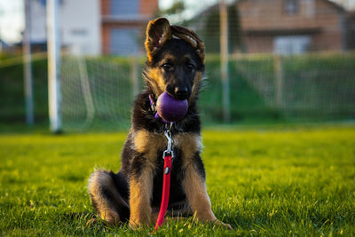 Freeze-Dried Dog Food at Talis Us: Buyer's Guide + Where to Buy