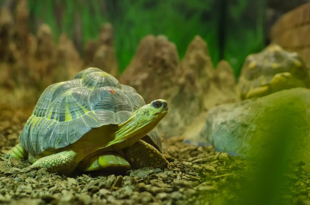 Essential-Diet-for-Russian-Tortoises-Explained Talis Us