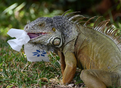 Importance-of-Habitat-Maintenance-in-Reptile-Care Talis Us
